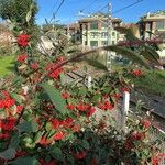 Cotoneaster frigidus Folha