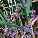 Symphyotrichum novae-angliaeফুল