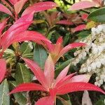 Pieris formosa Likasa