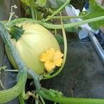 Cucurbita moschata Лист