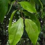 Flacourtia indica Blatt