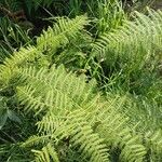 Athyrium distentifolium Blad