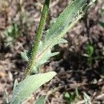 Crepis foetida Лист