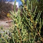 Salicornia fruticosaLeaf