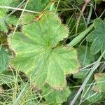 Alchemilla glabra Blad