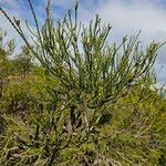 Melaleuca huegelii Hoja