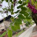Robinia hispida Hoja