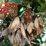 Stenocarpus sinuatus Fruit