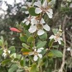 Leptospermum laevigatum Blomst