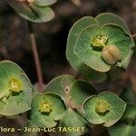 Euphorbia variabilis Květ