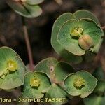 Euphorbia variabilis Цвят