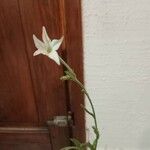 Nicotiana longiflora Lorea