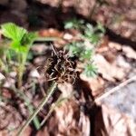 Plantago atrata Flower