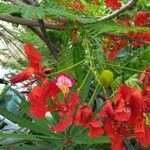 Caesalpinia pulcherrima Květ