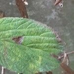 Viburnum × bodnantense Blad