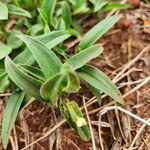 Commelina africana Levél