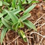 Commelina africana Leaf