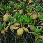 Rhododendron vernicosum Leaf