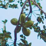 Sterculia foetida Fruto