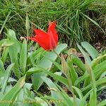 Tulipa undulatifolia Natur