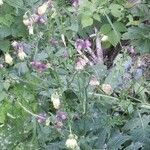 Cirsium erisithales Leaf