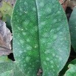 Pulmonaria officinalisLeaf