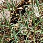 Dianthus graniticus Fuelha