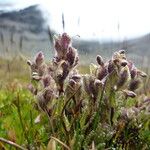 Neobartsia pedicularoides Leaf