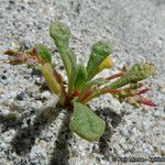 Calyptridium monandrum Tervik taim