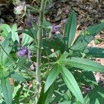 Delphinium staphisagria Blüte