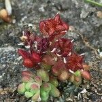 Sedum atratum 其他