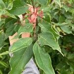 Cornus racemosa Blatt