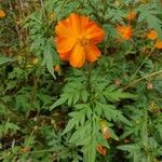 Cosmos sulphureus फूल