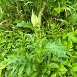 Cirsium oleraceum Leaf