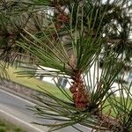 Pinus nigra Folha