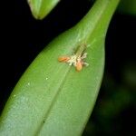 Acianthera pantasmi Leaf