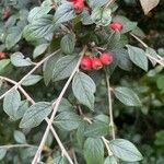 Cotoneaster franchetii Plod