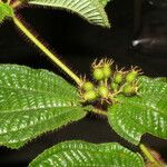 Miconia crenata Feuille