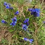 Gentiana acaulisᱵᱟᱦᱟ