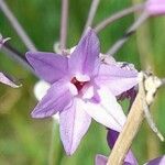 Tulbaghia violacea फूल
