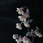 Thalictrum alpinum Celota