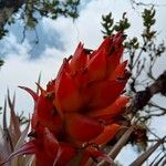 Tillandsia turneri Flower