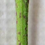 Chaerophyllum aureum अन्य