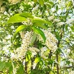 Prunus padus Λουλούδι