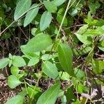 Vinca herbacea Folha