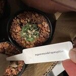 Coryphantha pycnacantha Leaf
