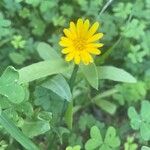 Calendula arvensis Folha