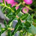 Gaultheria mucronata Leaf