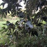 Quercus ilex Fruit