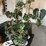 Begonia clarkei List